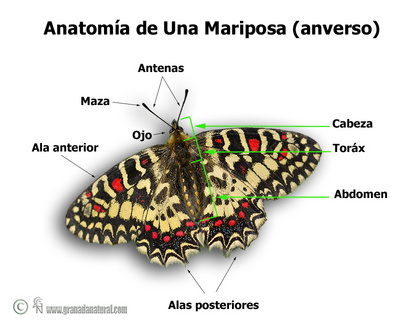 Organos respiratorios de la mariposa