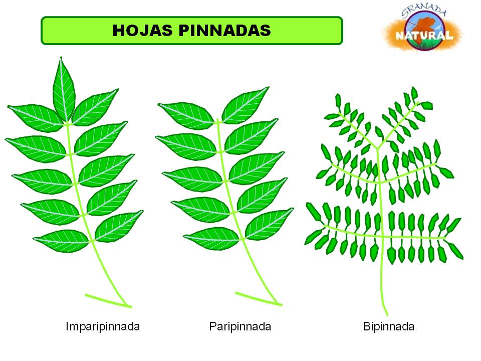 CLASES DE HOJAS VEGETALES clases de hojas vegetales: