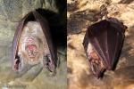 Rhinolopus ferrumequinum - Murci�lago grande de herradura