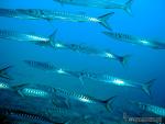 Sphyraena sphyraena - Espet�n - Barracuda