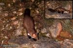Martes foina - Gardu�a