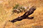 Águila real