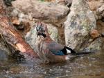 Arrendajo com�n