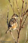 Cisticola juncidis - Buitr�n
