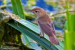 Acrocephalus scirpaceus - Carricero com�n