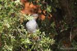 Cuculus canorus - Cuco com�n