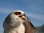 Elanus caeruleus - Elanio com�n