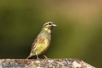 Emberiza cirlus - Escribano sote�o