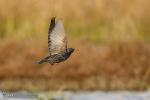 Sturnus vulgaris
