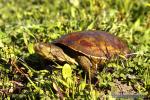 Mauremys leprosa - Gal�pago leproso