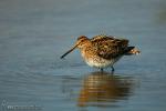 Gallinago gallinago