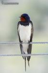 Hirundo rustica - Golondrina com�n