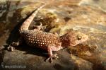 Hemidactylus turcicus