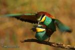 Merops apiaster - Abejaruco europeo