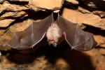 Rhinolophus hipposideros - Murciélago pequeño de herradura