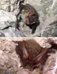 Plecotus austriacus - Murci�lago orejudo gris