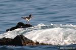 Haematopus ostralegus - Ostrero euroasi�tico