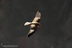 Falco peregrinus - Halc�n peregrino