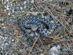 Vipera latastei - V&iacute;bora hocicuda
