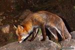 Vulpes vulpes - Zorro