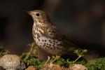 Turdus philomelos - Zorzal com�n
