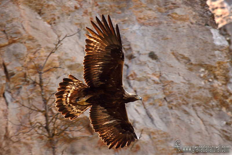 Aquila chrysaetos - �guila real
