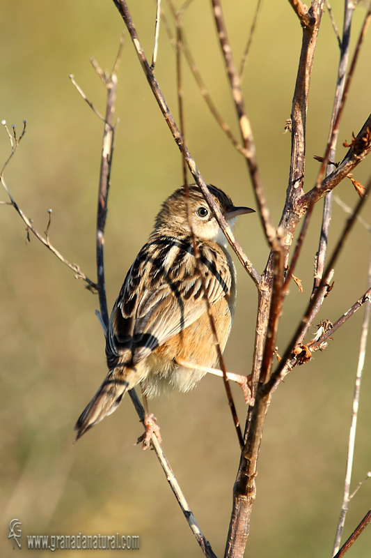 Cisticola juncidis - Buitr�n