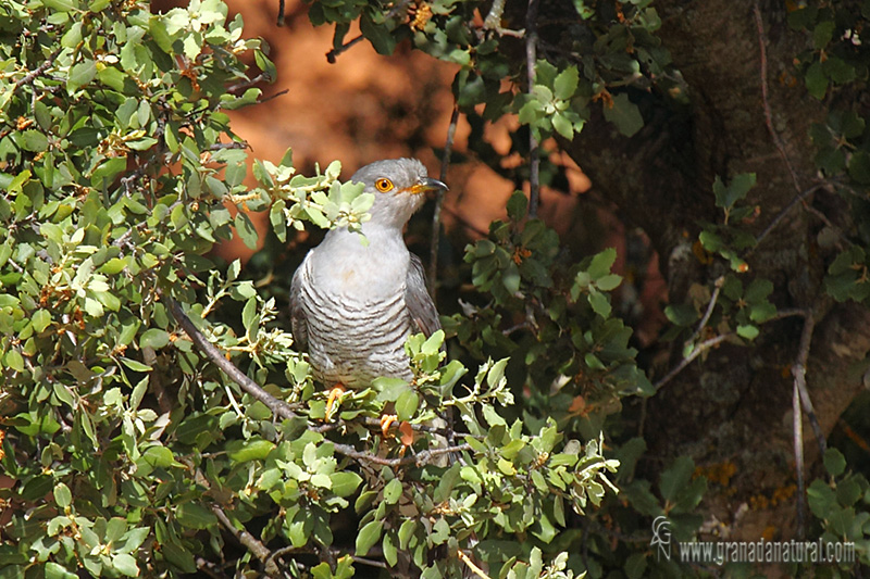 Cuculus canorus - Cuco com�n