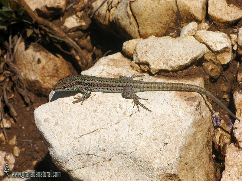 Podarcis hispanica - Lagartija ib�rica