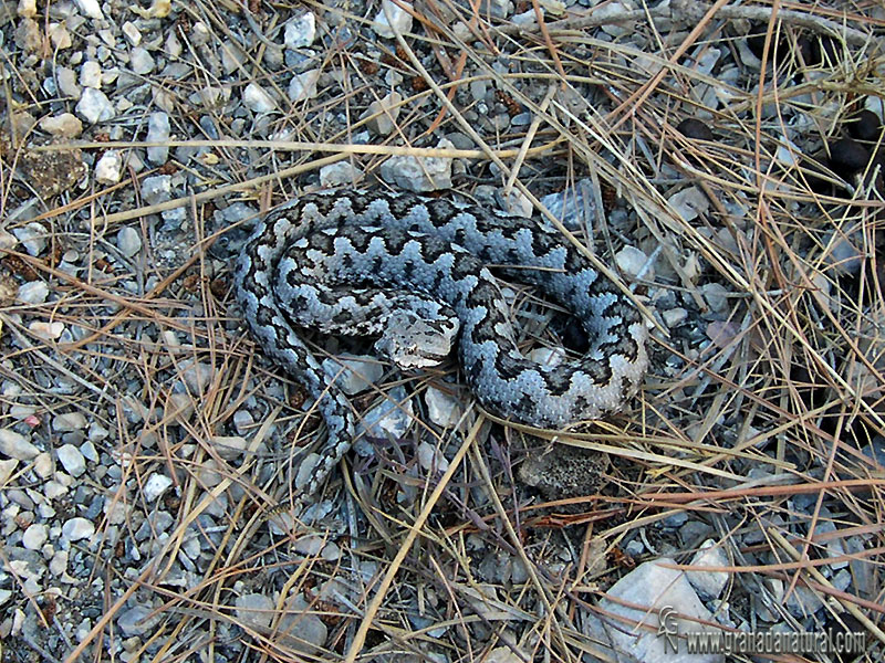Vipera latastei - V&iacute;bora hocicuda