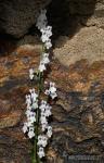 Anarrhinum laxiflorum 1