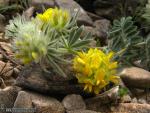 Anthyllis tejedensis ssp. tejedensis