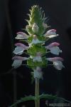 Bartsia trixago 1