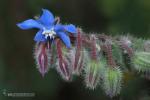 Borago officinalis 1