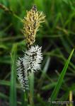 Carex nigra 1