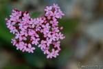 Centranthus macrosiphon 1