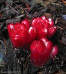 Cytinus ruber 1