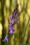 Dactylorhiza elata 1