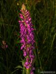 Dactylorhiza incarnata 1