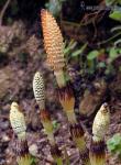 Equisetum arvensis 1 Flora Granada Natural
