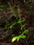 Gennaria diphylla 1