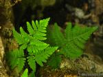 Gymnocarpium robertianum 1