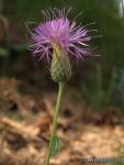Klasea pinnatifida 1
