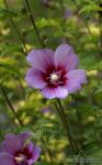 Lavatera arborea 1