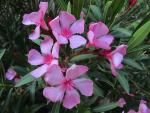 Nerium oleander 1
