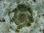 Onopordum acaulon 1 Flora Granada Natural