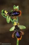Ophrys speculum ssp lusitanica 1