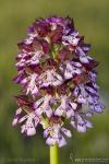 Orchis purpurea 1 Orquídeas Granada Natural