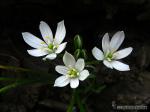Ornithogalum umbellatum 1 Flora Granada Natural