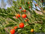 Osyris lanceolata 1